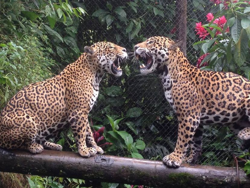 Zoo Refugio de vida silvestre &quot;El Edén&quot;