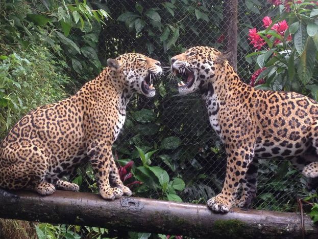 Zoo Refugio de vida silvestre &quot;El Edén&quot;